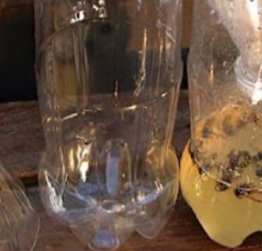 piege guepe astuce Comment faire un bon piège à guêpe ?