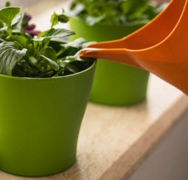 Comment savoir si une plante a besoin d'eau ? 3 Comment savoir si une plante a besoin d'eau ? plante besoin d eau Comment savoir si une plante a besoin d'eau ?