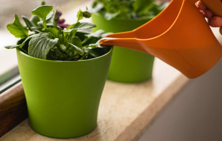 plante besoin d eau Comment savoir si une plante a besoin d'eau ?