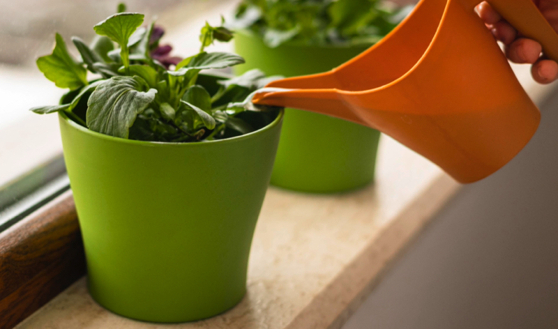 Comment savoir si une plante a besoin d'eau ? 1 Comment savoir si une plante a besoin d'eau ? plante besoin d eau Comment savoir si une plante a besoin d'eau ?
