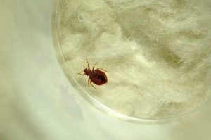 punaise lite Pourquoi il faut mettre les valises dans la baignoire lorsque vous rentrez dans une chambre d'hôtel ?