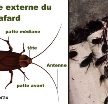 se debarrasser cafard Quel est le traitement le plus efficace contre les cafards ?