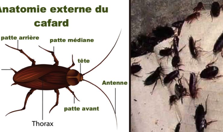 se debarrasser cafard Quel est le traitement le plus efficace contre les cafards ?