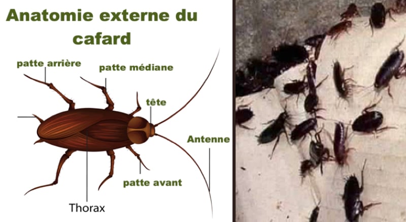 Quel est le traitement le plus efficace contre les cafards ? 1 Quel est le traitement le plus efficace contre les cafards ? se debarrasser cafard Quel est le traitement le plus efficace contre les cafards ?