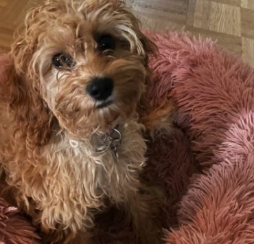 sky chien chiot crise adolescence Est-ce que les chiens ont une crise d'adolescence ?