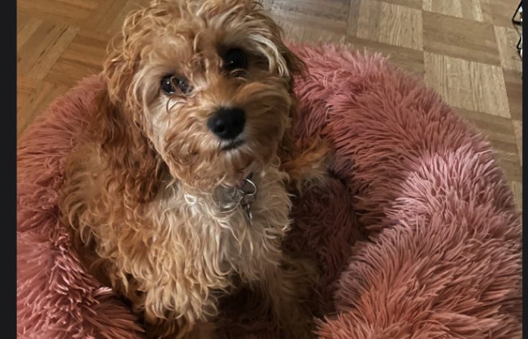 sky chien chiot crise adolescence Est-ce que les chiens ont une crise d'adolescence ?