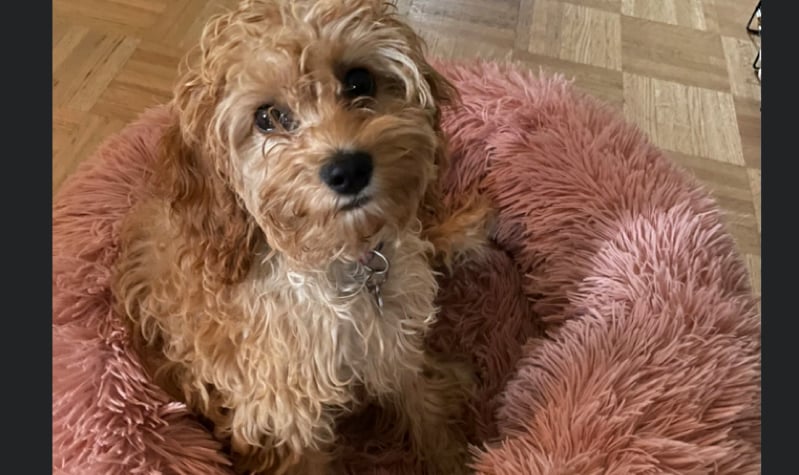 Est-ce que les chiens ont une crise d'adolescence ? 1 Est-ce que les chiens ont une crise d'adolescence ? sky chien chiot crise adolescence Est-ce que les chiens ont une crise d'adolescence ?