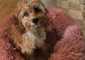 Est-ce que les chiens ont une crise d'adolescence ? 2 Est-ce que les chiens ont une crise d'adolescence ? sky chien crise adolescence Est-ce que les chiens ont une crise d'adolescence ?