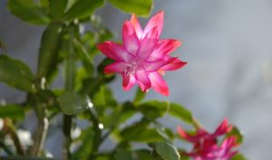 Schlumbergera faire refleurir Quand fleurissent les cactus de Noël ?