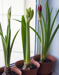 Comment rendre les plantes plus vertes ? 2 Comment rendre les plantes plus vertes ? amaryllis plantes Comment rendre les plantes plus vertes ?