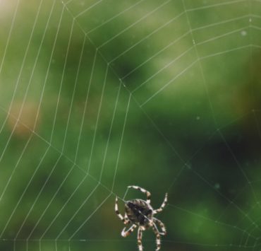 araignee maison Pourquoi faut-il laisser les araignées dans la maison ?