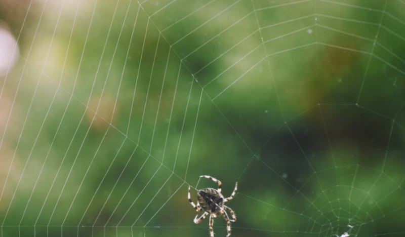Pourquoi faut-il laisser les araignées dans la maison ? 1 Pourquoi faut-il laisser les araignées dans la maison ? araignee maison Pourquoi faut-il laisser les araignées dans la maison ?