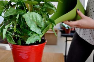 arroser plante arrosoir Est-ce qu'il faut arroser les plantes tous les jours ?