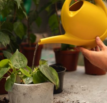 arroser plante jours Est-ce qu'il faut arroser les plantes tous les jours ?