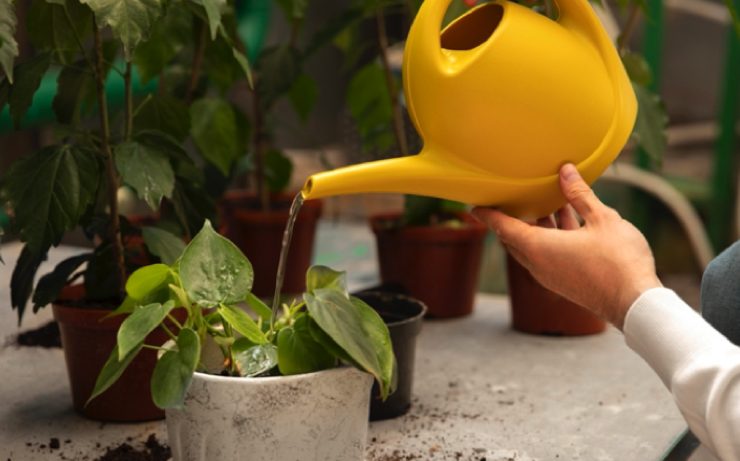 arroser plante jours Est-ce qu'il faut arroser les plantes tous les jours ?