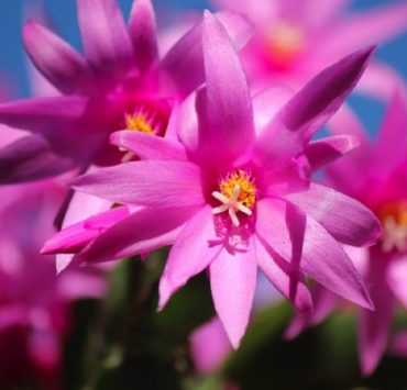 Quand fleurissent les cactus de Noël ? 3 Quand fleurissent les cactus de Noël ? cactus noel plante fleurs Schlumbergera Quand fleurissent les cactus de Noël ?