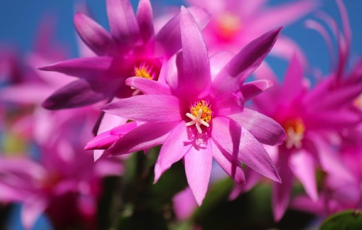 cactus noel plante fleurs Schlumbergera Quand fleurissent les cactus de Noël ?