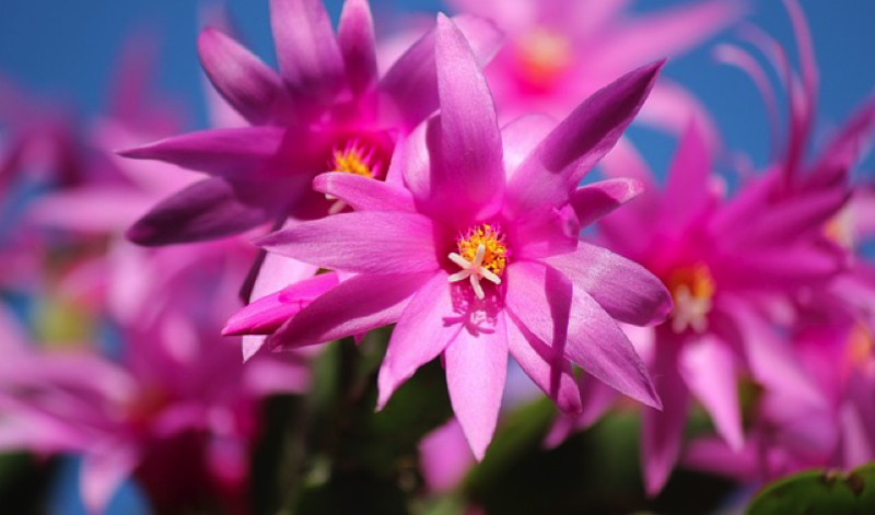 Quand fleurissent les cactus de Noël ? 1 Quand fleurissent les cactus de Noël ? cactus noel plante fleurs Schlumbergera Quand fleurissent les cactus de Noël ?