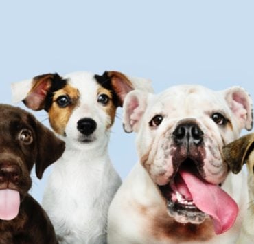 chien plus aime au monde Quel est le chien le plus aimé au monde ?