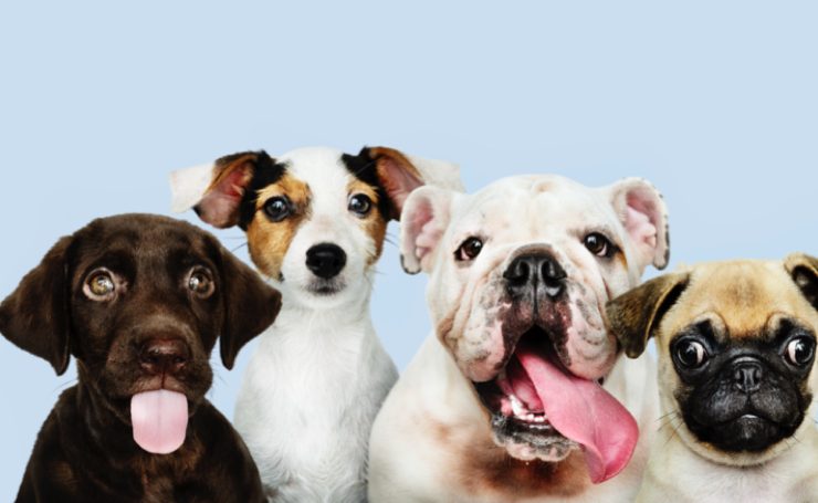 chien plus aime au monde Quel est le chien le plus aimé au monde ?