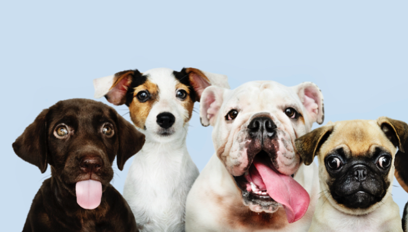 Quel est le chien le plus aimé au monde ? 1 Quel est le chien le plus aimé au monde ? chien plus aime au monde Quel est le chien le plus aimé au monde ?
