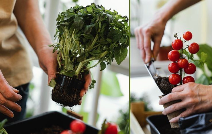 comment faire jardin interieur Comment faire pousser des légumes à l'intérieur ?