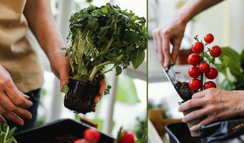 Comment faire pousser des légumes à l'intérieur ? 1 Comment faire pousser des légumes à l'intérieur ? comment faire jardin interieur Comment faire pousser des légumes à l'intérieur ?