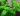 conserver basilic maison Comment conserver du basilic à la maison ?🪴🪟
