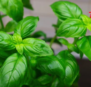 Comment conserver du basilic à la maison ?🪴🪟 2 Comment conserver du basilic à la maison ?🪴🪟 conserver basilic maison Comment conserver du basilic à la maison ?🪴🪟