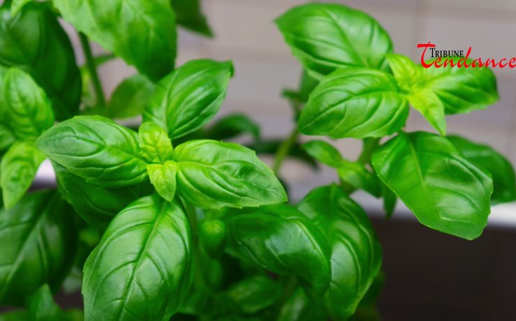 conserver basilic maison Comment conserver du basilic à la maison ?🪴🪟