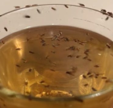 Pourquoi il y a beaucoup de moucherons chez moi ? 3 Pourquoi il y a beaucoup de moucherons chez moi ? des moucherons dans la maison astuce Pourquoi il y a beaucoup de moucherons chez moi ?