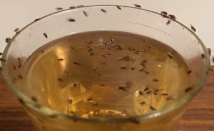 des moucherons dans la maison astuce Pourquoi il y a beaucoup de moucherons chez moi ?