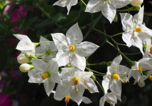 jasmin plante Quel est le meilleur sent bon pour la maison ?