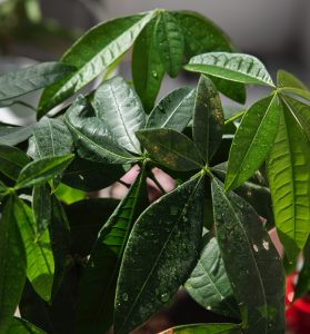 Quelle plante attire la chance et l'argent ? 2 Quelle plante attire la chance et l'argent ? pachira plante Quelle plante attire la chance et l'argent ?