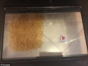 pastille lave vaisselle four Comment nettoyer la porte du four entre les 2 vitres sans démonter ?