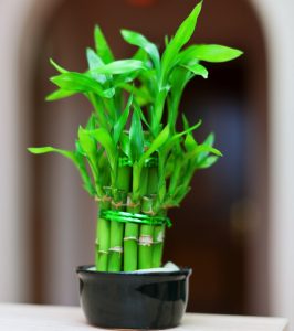 Quelle plante attire la chance et l'argent ? 3 Quelle plante attire la chance et l'argent ? plante bambou Quelle plante attire la chance et l'argent ?