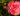 plante camelia fleurrisent en hiver Quelles sont les plantes qui fleurissent en hiver ?
