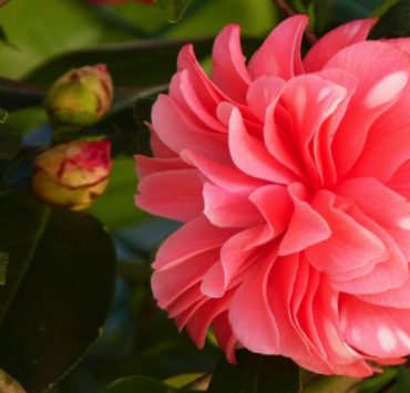 Quelles sont les plantes qui fleurissent en hiver ? 3 Quelles sont les plantes qui fleurissent en hiver ? plante camelia fleurrisent en hiver Quelles sont les plantes qui fleurissent en hiver ?