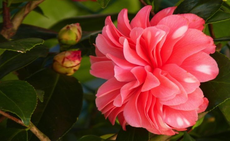plante camelia fleurrisent en hiver Quelles sont les plantes qui fleurissent en hiver ?