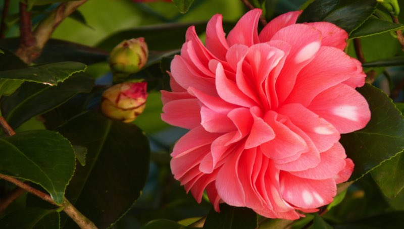 Quelles sont les plantes qui fleurissent en hiver ? 1 Quelles sont les plantes qui fleurissent en hiver ? plante camelia fleurrisent en hiver Quelles sont les plantes qui fleurissent en hiver ?