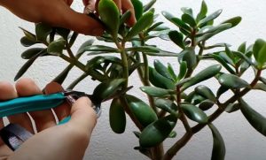 Quelle est la plante qui porte-bonheur dans une maison ? 2 Quelle est la plante qui porte-bonheur dans une maison ? plante de jade Quelle est la plante qui porte-bonheur dans une maison ?