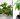 plantes de la prosperite chance Quelle est la plante qui porte-bonheur dans une maison ?