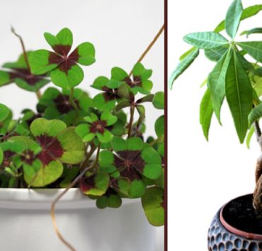 Quelle est la plante qui porte-bonheur dans une maison ? 2 Quelle est la plante qui porte-bonheur dans une maison ? plantes de la prosperite chance Quelle est la plante qui porte-bonheur dans une maison ?