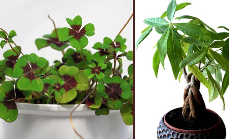 plantes de la prosperite chance Quelle est la plante qui porte-bonheur dans une maison ?
