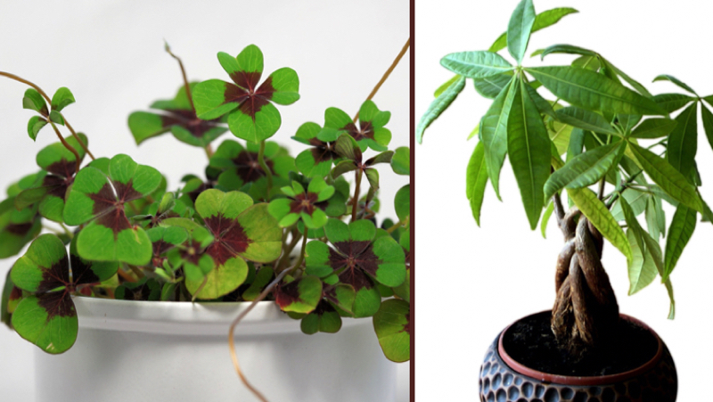 Quelle est la plante qui porte-bonheur dans une maison ? 1 Quelle est la plante qui porte-bonheur dans une maison ? plantes de la prosperite chance Quelle est la plante qui porte-bonheur dans une maison ?