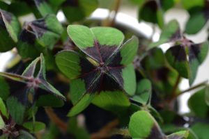 Quelle plante attire la chance et l'argent ? 4 Quelle plante attire la chance et l'argent ? plantes trefle quatre feuilles vert violet Quelle plante attire la chance et l'argent ?