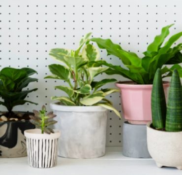 Comment rendre les plantes plus vertes ? 2 Comment rendre les plantes plus vertes ? quelle plante maison utiliser 1 Comment rendre les plantes plus vertes ?