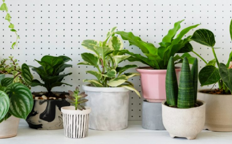 quelle plante maison utiliser 1 Comment rendre les plantes plus vertes ?
