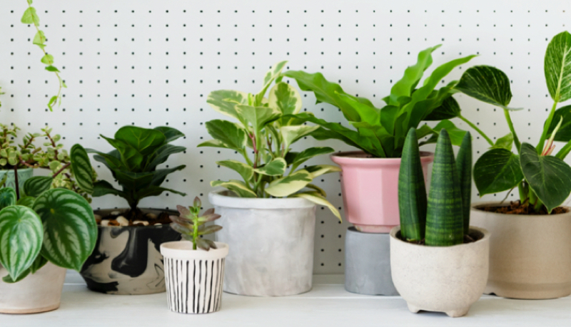 Comment rendre les plantes plus vertes ? 1 Comment rendre les plantes plus vertes ? quelle plante maison utiliser 1 Comment rendre les plantes plus vertes ?