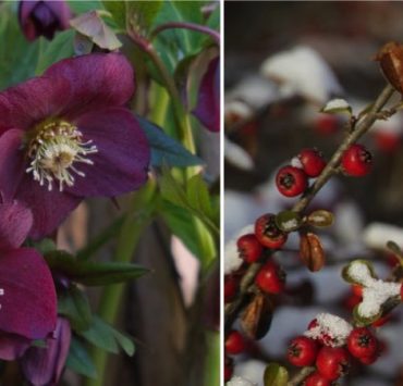 13 plantes hiver balcon Quelles fleurs mettre sur un balcon en hiver ?